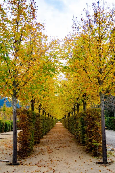 Herbstliche Landschaft Entlang Der Straße Mit Gelben Und Braunen Blättern — Stockfoto