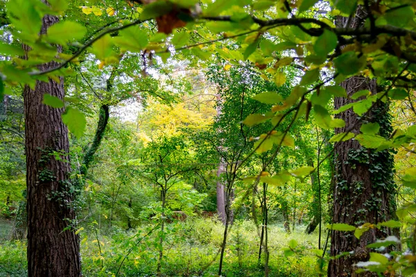 Las Pełen Zielonej Żółtej Roślinności Jesienią Pozostawiając Niektóre Gałęzie Bez — Zdjęcie stockowe