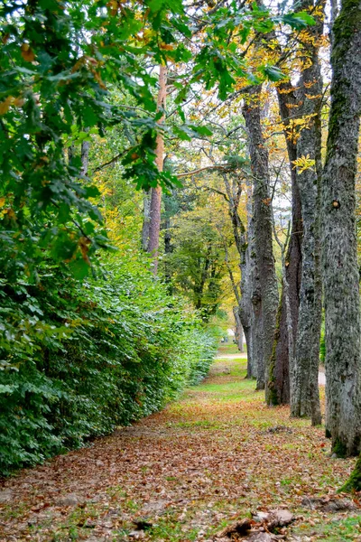 Herfstlandschap Langs Weg Met Gele Bruine Bladeren Grond Enkele Boomtakken — Stockfoto