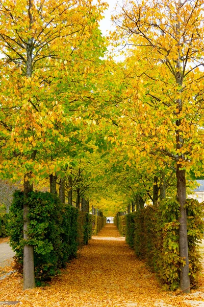 Herbstliche Landschaft Entlang Der Straße Mit Gelben Und Braunen Blättern — Stockfoto