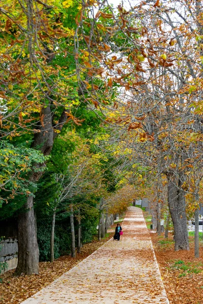Woman Walking Path Full Dry Leaves Yellow Brown Color Autumn — Stock Photo, Image