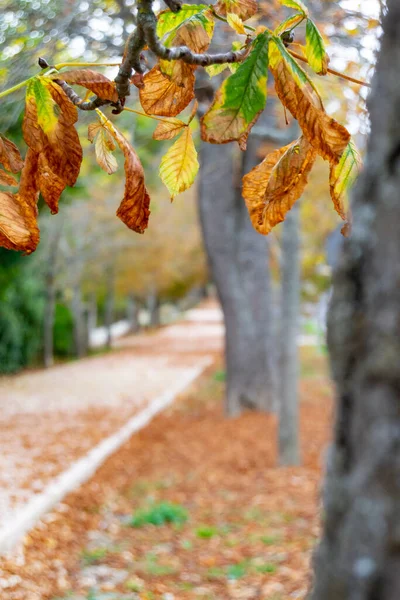 Spanya Nın Segovia Kentindeki Granja San Ildefonso Bahçesinde Yerde Sarı — Stok fotoğraf