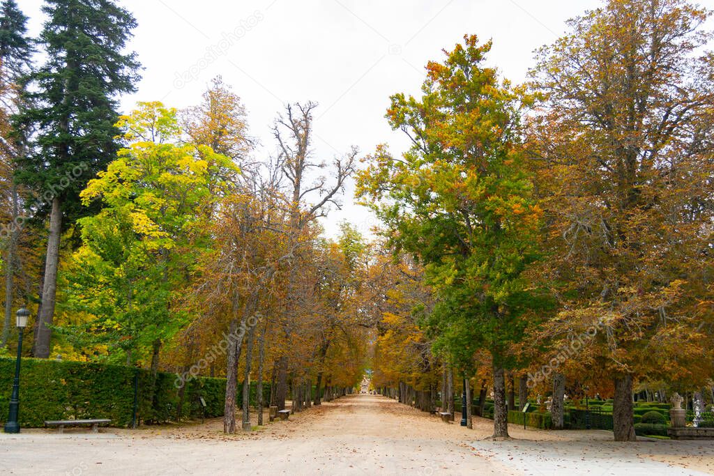 Autumn landscape along the road with yellow and brown leaves on the ground and some on the tree branches, in the garden of the Granja de San Ildefonso, in Segovia, Spain. Horizontal photography.