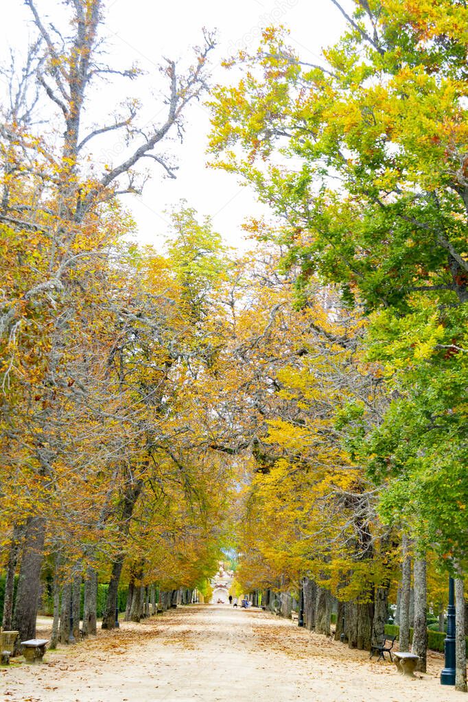 Autumn landscape along the road with yellow and brown leaves on the ground and some on the tree branches, in the garden of the Granja de San Ildefonso, in Segovia, Spain. Vertical photography.