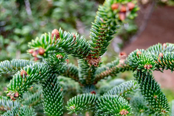 緑の松の針は スペインのセゴビアの庭園で完全に成長しています ヨーロッパだ 横写真 — ストック写真