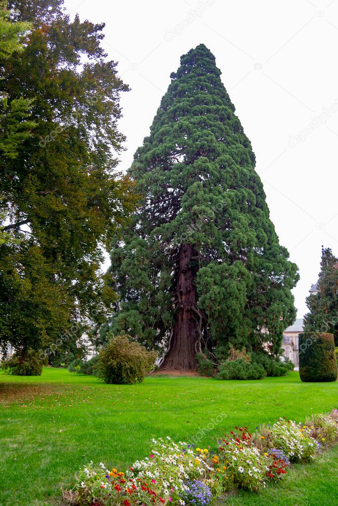 The giant sequoias (Sequoiadendrum Giganteum), two gigantic trees over 40 meters high planted between 1853 and 1877 in the gardens of the Granja de San Ildefonso, in Segovia. In Spain. Europe. 