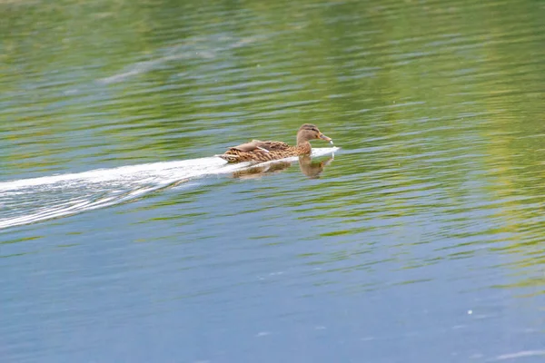 Estela Pato Agua Embalse Segovia Castilla Len España Europa Fotografía — Foto de Stock