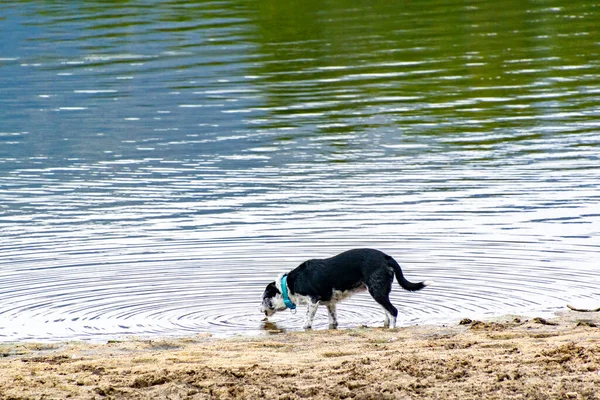 Ciemny Pies Pijący Wodę Zbiornika Wodnego Segovii Powodując Fale Kastylii — Zdjęcie stockowe