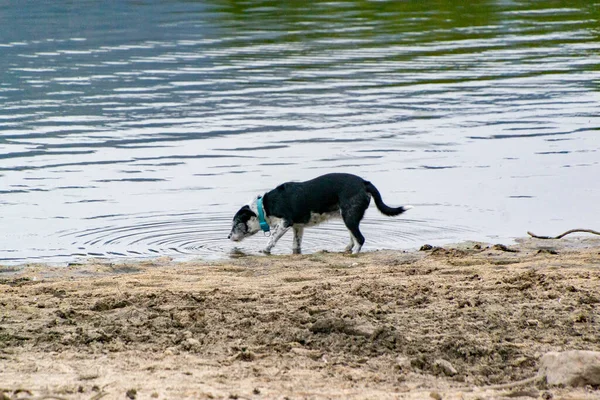 Ciemny Pies Pijący Wodę Zbiornika Wodnego Segovii Powodując Fale Kastylii — Zdjęcie stockowe