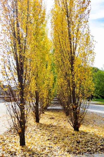 스페인 마드리드 파르크델 레티로 오렌지 노란색의 가지들이 잎사귀들로 Verticall — 스톡 사진