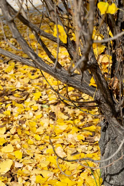 스페인 마드리드의 레티로 공원에는 풍경에 나뭇잎들 카펫처럼 있습니다 — 스톡 사진