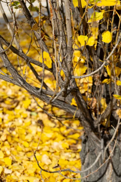 스페인 마드리드의 레티로 공원에는 풍경에 나뭇잎들 카펫처럼 있습니다 — 스톡 사진