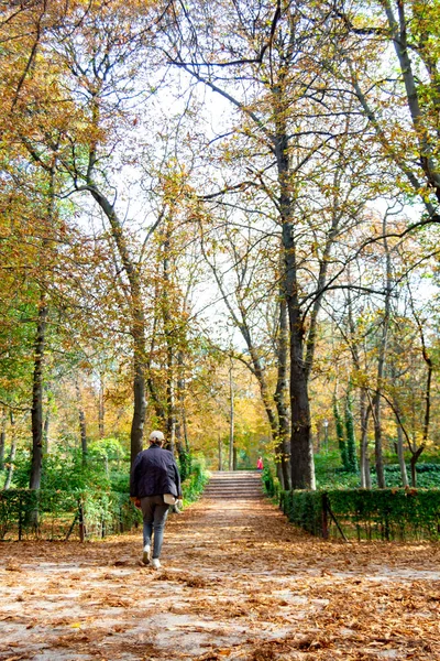 Autumn Landscape Orange Brown Yellow Colors Branches Trees Path Full — Stock Photo, Image