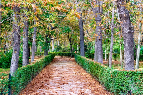 Ağaçların Dallarında Turuncu Kahverengi Sarı Renkli Sonbahar Manzarası Madrid Madrid — Stok fotoğraf