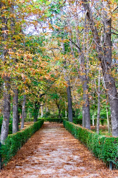 Herbstliche Landschaft Mit Orangen Braunen Und Gelben Farben Den Zweigen — Stockfoto