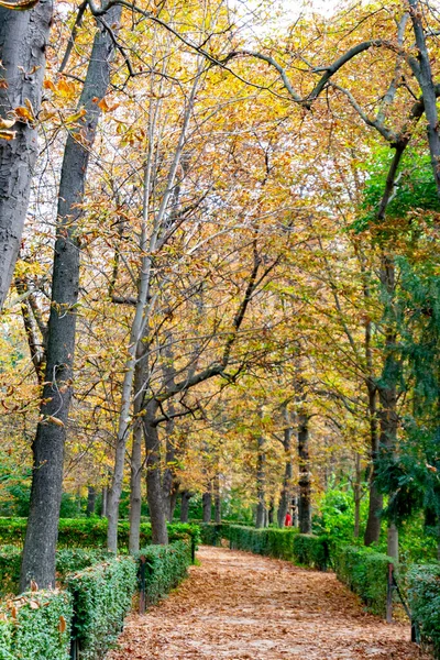 Ağaçların Dallarında Turuncu Kahverengi Sarı Renkli Sonbahar Manzarası Madrid Madrid — Stok fotoğraf