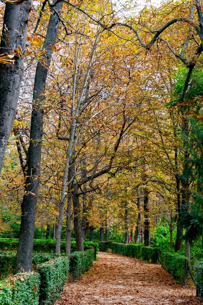 Herfst Landschap Met Oranje Bruine Gele Kleuren Takken Van Bomen — Stockfoto