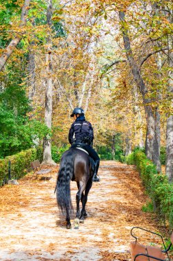İspanya 'nın Madrid kentindeki Retiro Park' ında sonbahara bağlı olarak kuru yapraklarla dolu bir yoldan geçen bir ata polis memuru bindi. Avrupa 'da yarı çıplak ağaç dalları. Dikey Fotoğraf.