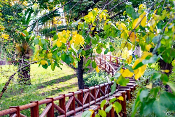 西班牙马德里退休公园的桥和木制人行道被绿色植被环绕着 横向摄影 — 图库照片