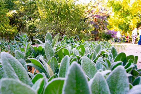 Plantas Verdes Con Pelos Blancos Dando Una Sensación Frío Real — Foto de Stock