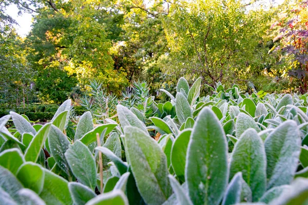 Plantas Verdes Con Pelos Blancos Dando Una Sensación Frío Real — Foto de Stock