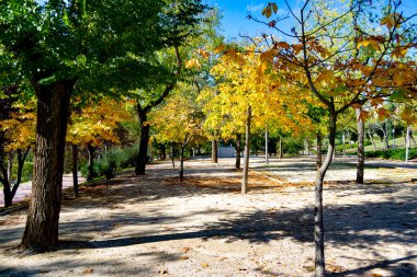 İspanya 'da, Parque Norte de Madrid' de sonbahar manzarası ve kuru kahverengi yapraklardan oluşan bir halı. Avrupa.