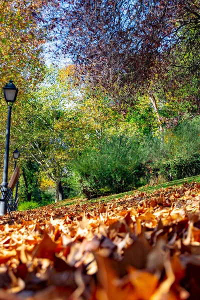 Paisaje Otoñal Parque Norte Madrid Con Una Alfombra Hojas Marrones — Foto de Stock