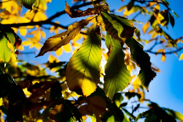 스페인의 마드리드에 파르크 노르테데 마드리드에서는 가을의 색깔을 초록빛 나무들이 있습니다 — 스톡 사진