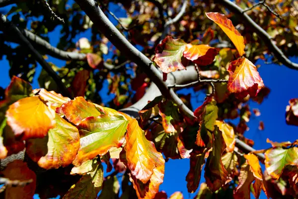 Super Bunte Bäume Mit Den Farben Des Herbstes Parque Norte — Stockfoto