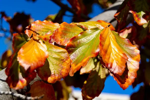 Árboles Súper Coloridos Con Los Colores Del Otoño Parque Norte —  Fotos de Stock