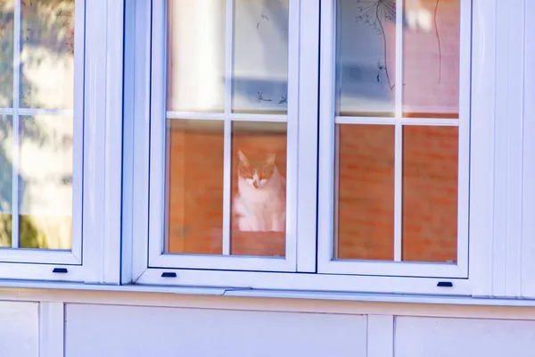 White Brown Cat Sitting Looking Street Glass Building Window Madrid — Stock Photo, Image