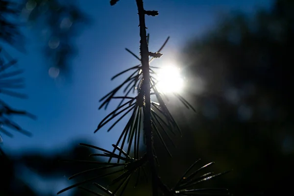 Backlit Com Ramos Pinheiro Dia Claro Azul Com Sol Fundo — Fotografia de Stock