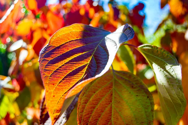 Herbstliche Farben Den Blättern Der Bäume Den Parks Von Madrid — Stockfoto