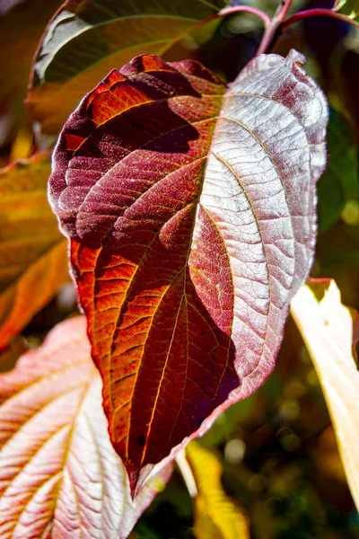 Herbstliche Farben Den Blättern Der Bäume Den Parks Von Madrid — Stockfoto
