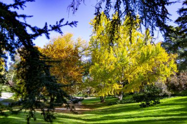 İspanya 'da açık mavi bir günde Madrid' de bir parkta sonbahar renkli ağaçlar. Avrupa. Fotoğraf:.