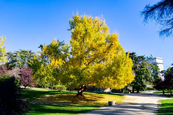 Осінній Колір Дерев Парку Мадриді Ясний Синій День Іспанії Європа — стокове фото