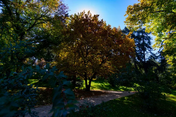 Herbstfarbene Bäume Einem Park Madrid Einem Strahlend Blauen Tag Spanien — Stockfoto