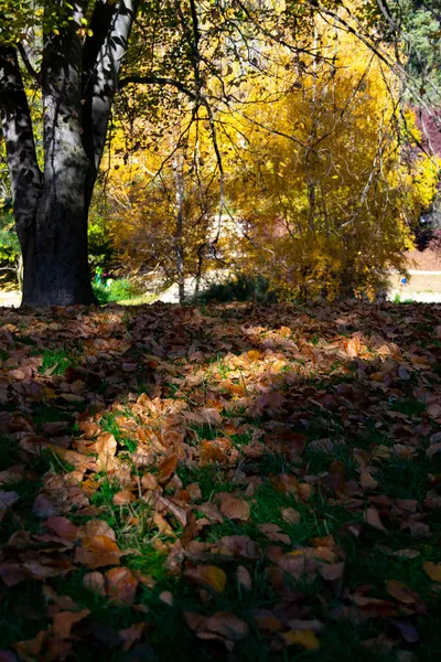 Herfst Gekleurde Bomen Een Park Madrid Een Helderblauwe Dag Spanje — Stockfoto