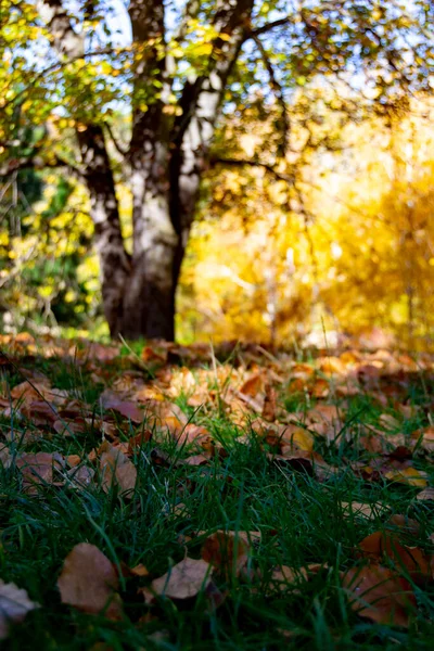 Herfst Gekleurde Bomen Een Park Madrid Een Helderblauwe Dag Spanje — Stockfoto