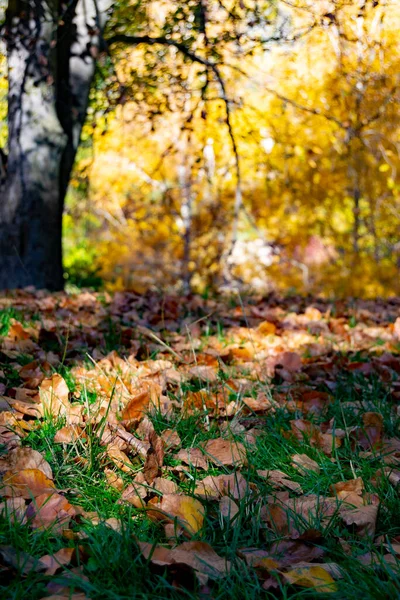 Herbstfarbene Bäume Einem Park Madrid Einem Strahlend Blauen Tag Spanien — Stockfoto