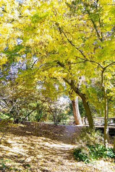 Φθινοπωρινά Χρωματιστά Δέντρα Ένα Πάρκο Στη Μαδρίτη Μια Καταγάλανη Ημέρα — Φωτογραφία Αρχείου