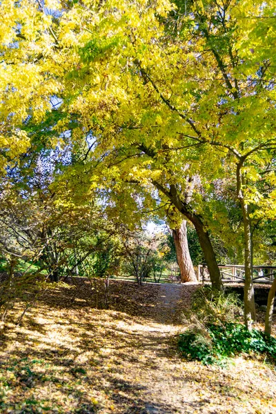 Φθινοπωρινά Χρωματιστά Δέντρα Ένα Πάρκο Στη Μαδρίτη Μια Καταγάλανη Ημέρα — Φωτογραφία Αρχείου