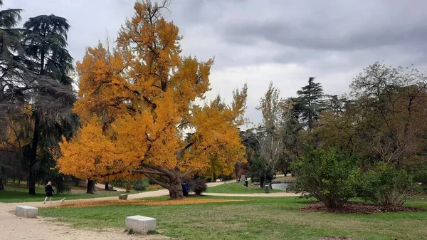 Árvore Colorida Com Cores Outonais Parque Madri Dia Nublado Temporada — Fotografia de Stock