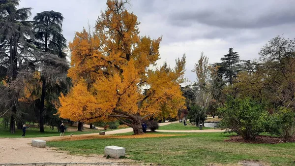 Bunter Baum Herbstlichen Farben Einem Madrider Park Einem Bewölkten Tag — Stockfoto