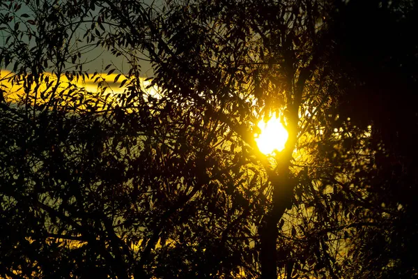 スペインのマドリードの木の枝や葉の後ろに隠された太陽の半分とカラフルな夕日 ヨーロッパだ — ストック写真