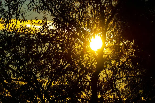 Pôr Sol Colorido Com Sol Meio Escondido Atrás Dos Galhos — Fotografia de Stock