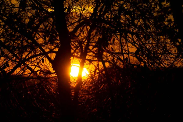 Güneşin Ufukta Saklandığı Renkli Günbatımı Önplanda Madrid Spanya Yapraksız Ağaç — Stok fotoğraf