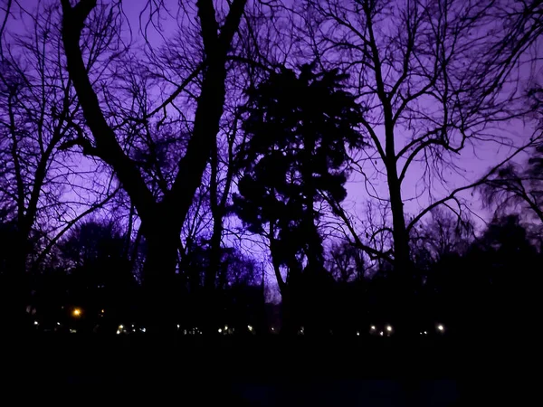 Céu Roxo Aterrorizante Com Sombras Galhos Árvores Parque Retiro Madrid — Fotografia de Stock