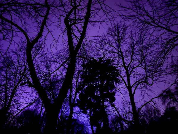 Terrificante Cielo Púrpura Con Sombras Ramas Árboles Parque Del Retiro — Foto de Stock
