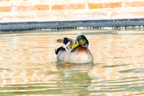 Pato Nadando Uma Lagoa Pássaro Parque Retiro Madrid Espanha Fotografia — Fotografia de Stock